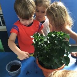 Charlie adding fertiliser to our hibiscus plant!