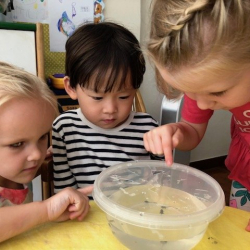 Ethan sharing his show and tell tadpoles, counting legs and watching their movements.