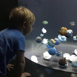 James fascinated by the little coloured jellyfish!