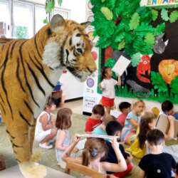 The tiger came to visit.