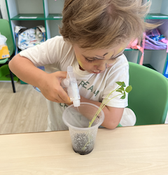 Hugo is taking care of his plant.