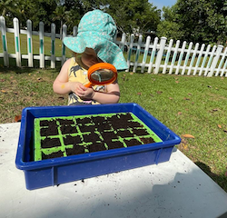 Isabelle observed that our peppermint seeds are starting to sprout.
