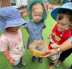 Allie, Isabelle and Skyler viewing the baby birds that were found in front of the school today.