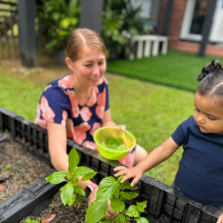 Malhar helping to pick the Basil leaves