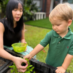 Let’s harvest all the basil we need for our pesto sauce!