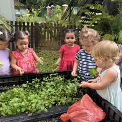 Picking the mint for our cooking.