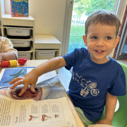 Luca's reading about sharks!