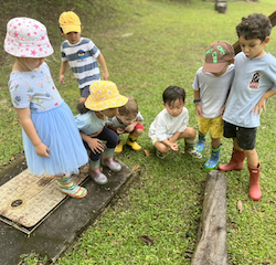 Busy bees observing a beetle.