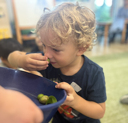 Kalle observing and smelling items Vivi brought from her nature walk. .