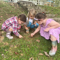 Vivi, Izzy and Paige digging the ground to make a trap.