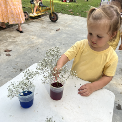 Charlotte putting flowers in our coloured water!
