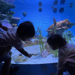 Alba and Nate spotted a starfish stuck to the glass!