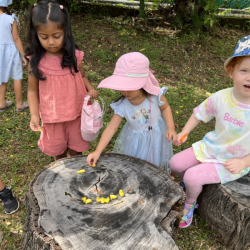 Counting flower petals!