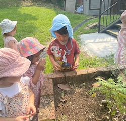 We are learning about the sense of smell by smelling mint, curry leaves and lavender.
