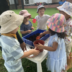 We planted lavender seeds.