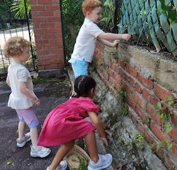 Comparing shapes and texture of leaves.