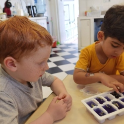Freezing butterfly pea flowers!