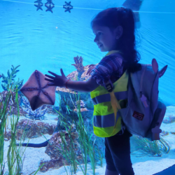 The jellyfish exhibit was beautiful. 